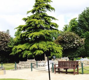 Empty bench by trees