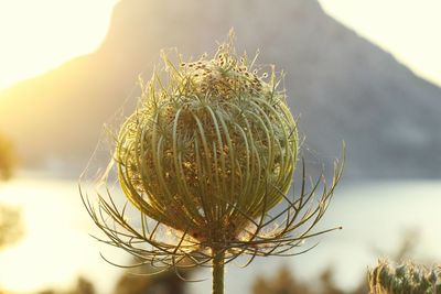 Close-up of dry plant on field against sky