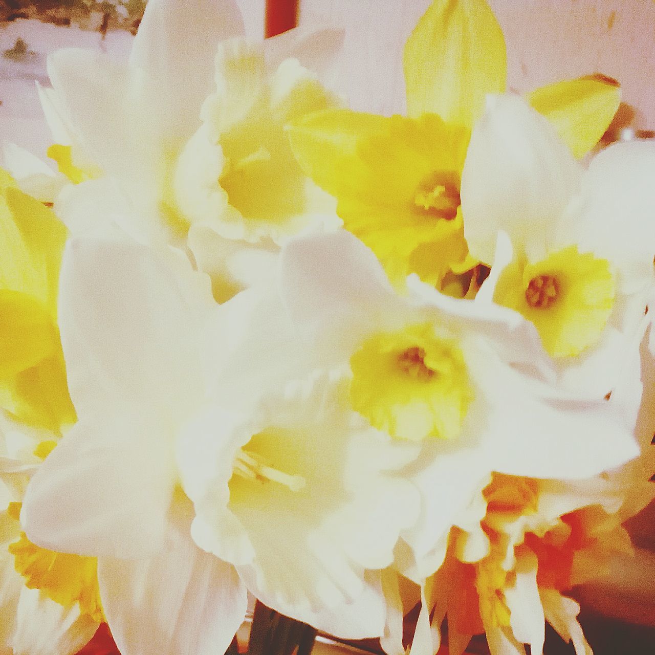 flower, petal, freshness, flower head, full frame, fragility, close-up, yellow, backgrounds, indoors, beauty in nature, high angle view, growth, nature, no people, white color, blooming, day, pink color, plant