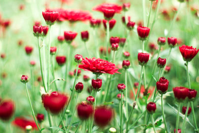 Close-up of red poppies on field