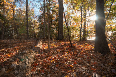 Trees growing in forest during autumn