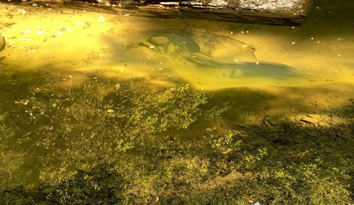 High angle view of fish swimming in lake