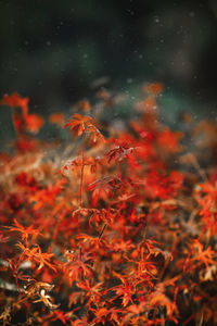 Red japanese maple bush during autumn