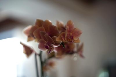 Close-up of flower