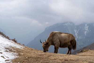 Lion standing on snow covered mountain against sky