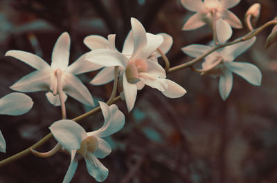 Close-up of white flowering plant