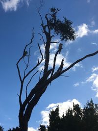 Low angle view of bird perching on tree against sky