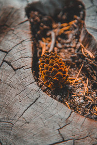 Close-up of dried plant