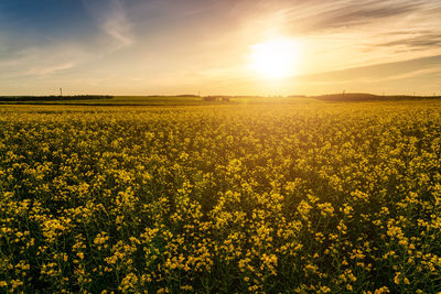 Rapeseed Field