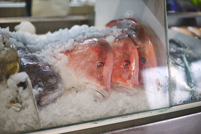 Close-up of fish for sale in market