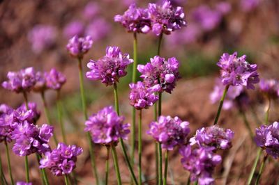 Close-up of purple flowering plants