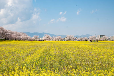 Scenic view of oilseed rape field against sky