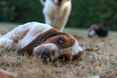 A baby basset hound and a golden retriever playing together.