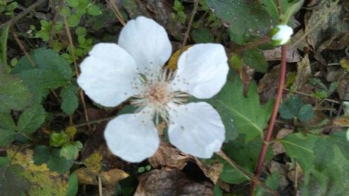 Close-up of flower