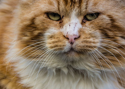 Close-up portrait of cat