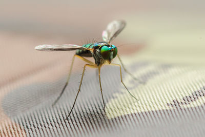 Close-up of fly