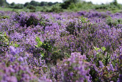 Close-up of purple flowering plants on field