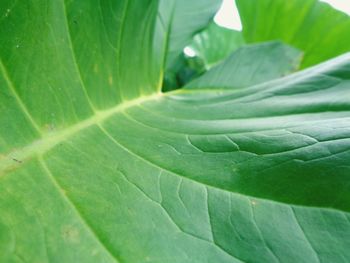 Full frame shot of fresh green leaves