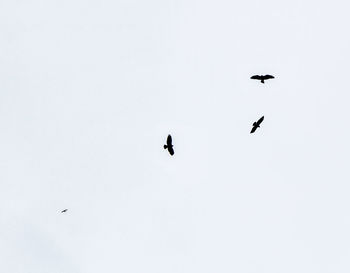 Low angle view of birds flying in sky