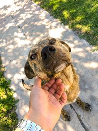 Close-up of hand holding dog outdoors
