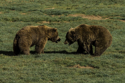 Side view of sheep on field