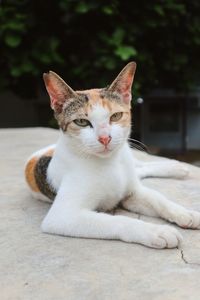 Close-up portrait of a cat