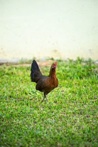 Bird on a field