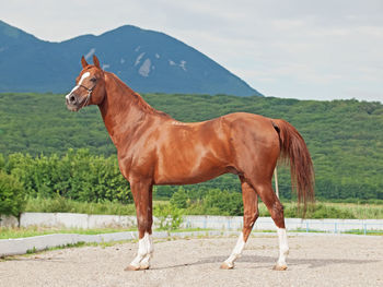 Side view of horse standing on land against cloudy sky