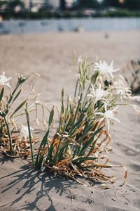 Close-up of plants on beach