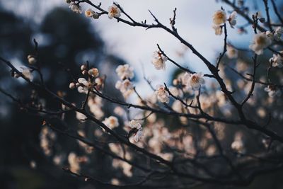 Close-up of cherry blossoms in spring