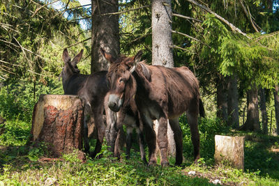 Two donkeys in the mountain forest