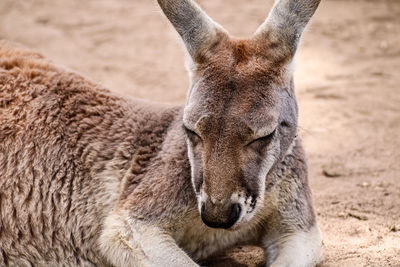 Close-up of horse