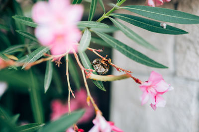 Close-up of honey bee on pink flowering plant