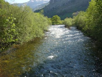 River flowing amidst trees in forest