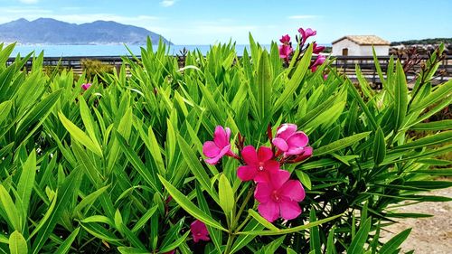 Close-up of pink flowers blooming on field against sky