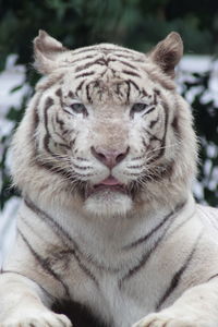 Close-up portrait of a cat