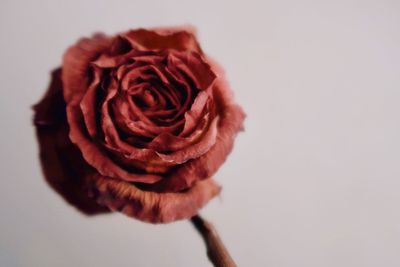 Close-up of red rose against white background