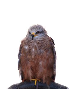 Close-up of a bird against clear sky