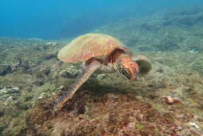 Close-up of turtle swimming in sea