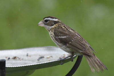 Close-up of bird perching on feeder