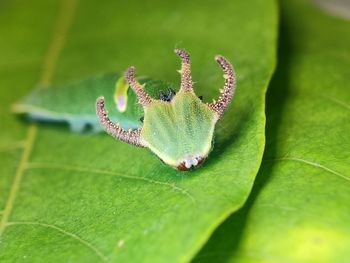 Close-up of insect on leaf