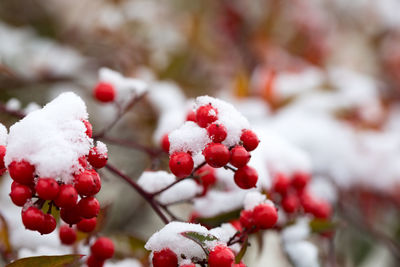 Close-up of frozen berries