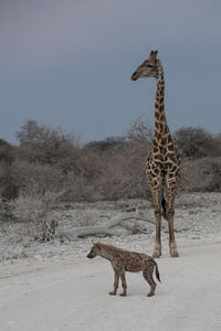 Giraffe and hyena standing on landscape against sky