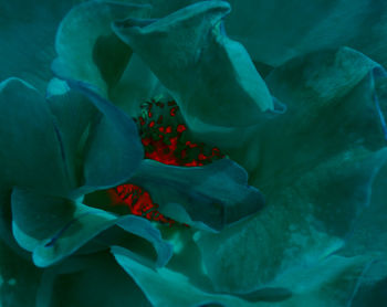 Close-up of blue rose flower in sea