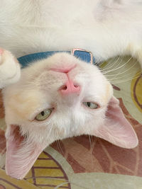 Close-up portrait of a cat
