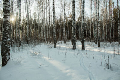 Trees on snow covered field in forest