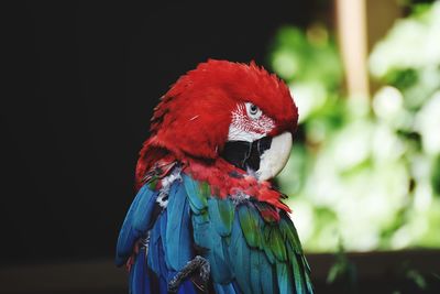 Close-up of parrot perching on leaf against blurred background