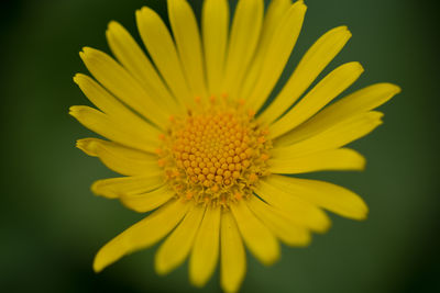 Close-up of yellow flower blooming outdoors