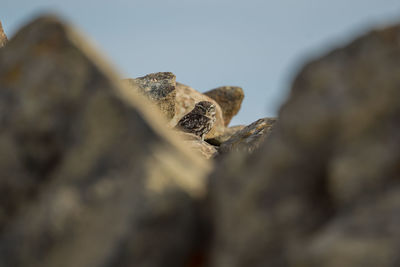 Close-up of a rock