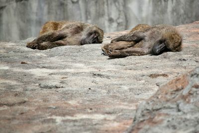 Monkeys relaxing on rock at zoo